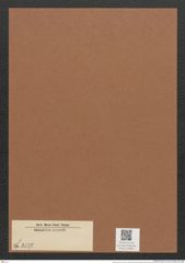 Diatomeae indet. (de-Toni-Nr.: Species 2537) Zeichnungen Sammlung Grunow Mappe 02684 (Herbarium_W_Grunow_drawings_Folder_02684)